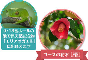 コースの花木、椿