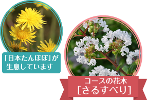 コースの花木、さるすべり