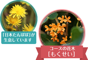 コースの花木、もくせい
